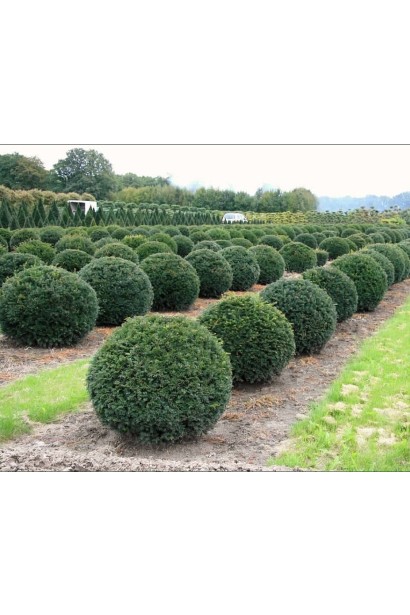 Тис ягідний Топіар Куля ком